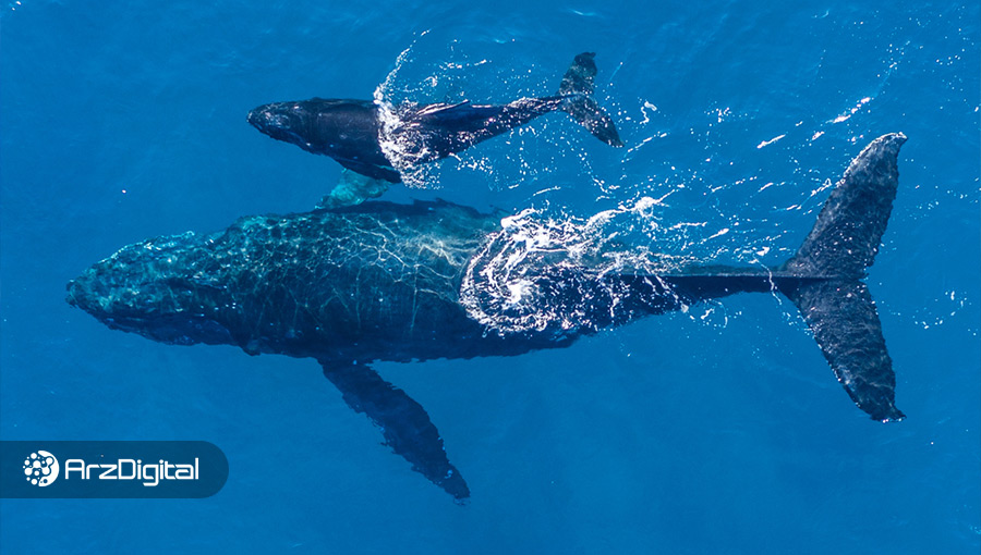 دو نهنگ ناشناس بیش از ۱ میلیارد دلار بیت کوین را از صرافی کوین بیس خارج کردند